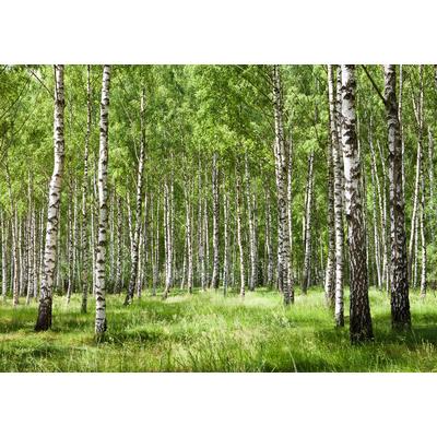 Papermoon "Birkenwald"