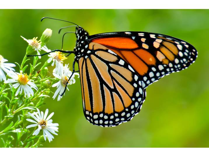 Fototapete PAPERMOON Monarch Butterfly , bunt, B:2,5m L:1,86m, Vlies, Tapeten, Fototapete