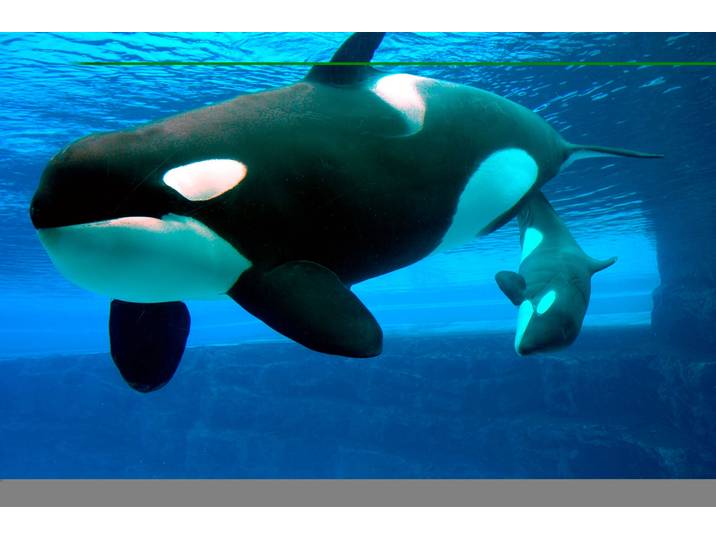 Fototapete PAPERMOON Whales , bunt, B:3,5m L:2,6m, Vlies, Tapeten, Fototapete