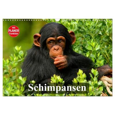 Schimpansen (Wandkalender 2026 DIN A3 quer), CALVENDO Monatskalender