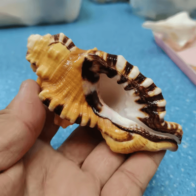 Inspire Curations Black Spotted Triton Sea Shell Natural Aquarium & Coastal Decor Specimen 10 12cm