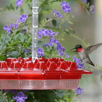 HomeDecorAndMore LLC Transparent & Washable Mary's Hummingbird Feeder Transparent & Washable Mary's Hummingbird Feeder