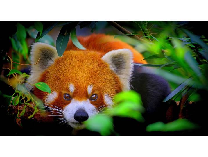Fototapete PAPERMOON Rotes Panda-Porträt , bunt, B:2m L:1,49m, Vlies, Tapeten, Fototapete