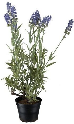 No-Name Lavendel, 45 Cm