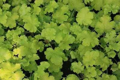 6 x Heuchera hybr. Lime Rickey - Purperbloemige kornoelje - Pot van 9 x 9 cm