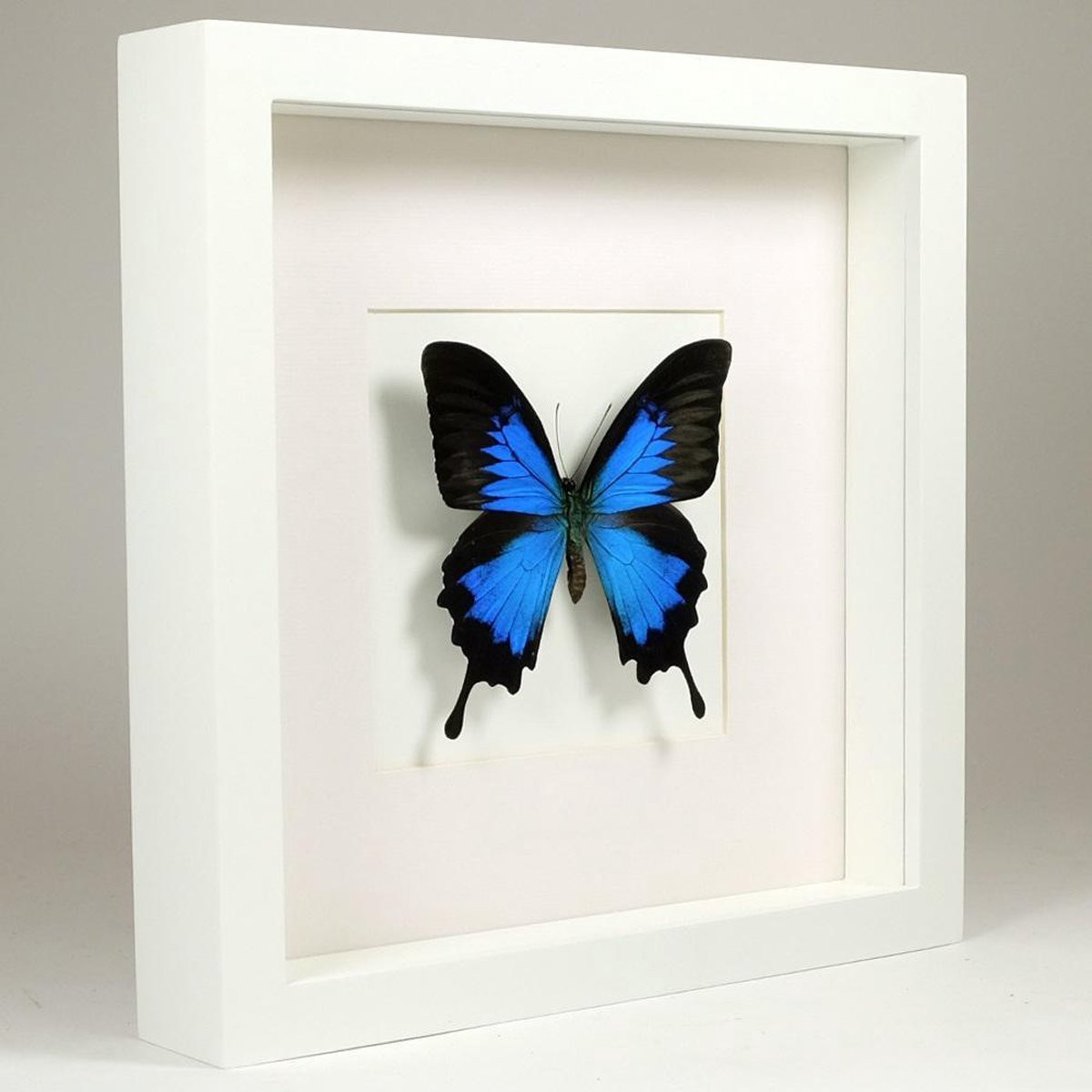 Opgezette Papilio Ulysses vlinder in witte lijst