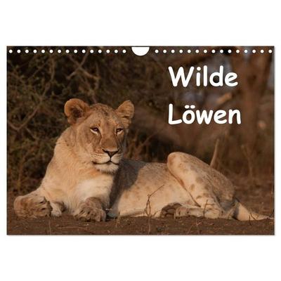 Wilde Löwen (Wandkalender 2027 DIN A4 quer), CALVENDO Monatskalender