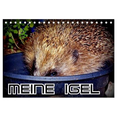 Meine Igel (Tischkalender 2027 DIN A5 quer), CALVENDO Monatskalender