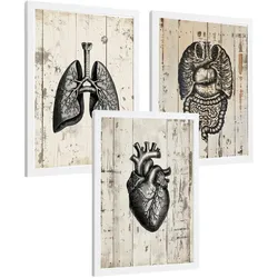 POSTER Set aus 3 Anatomie Mensch Drucke und Wandbilder mit Lungen Darm und Herz Rustikaler Stil Medizinische Wanddekoration Größe Weißer Rahmen A4