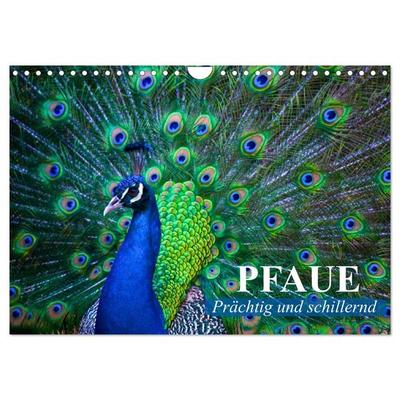 Pfaue. Prächtig und schillernd (Wandkalender 2026 DIN A4 quer), CALVENDO Monatskalender