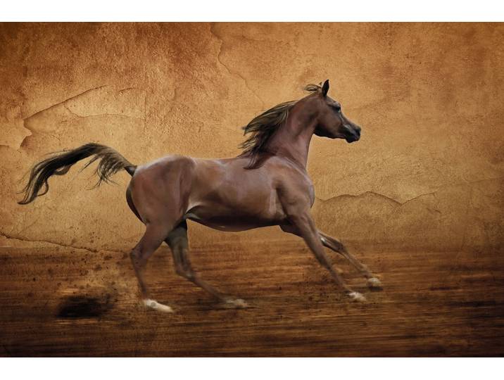 Fototapete PAPERMOON PFERD-RUNNING ARABER IM ARENA GALOPP TIER MAUER SAND , bunt, B:5m L:2,8m, Vlies, Tapeten, Fototapete