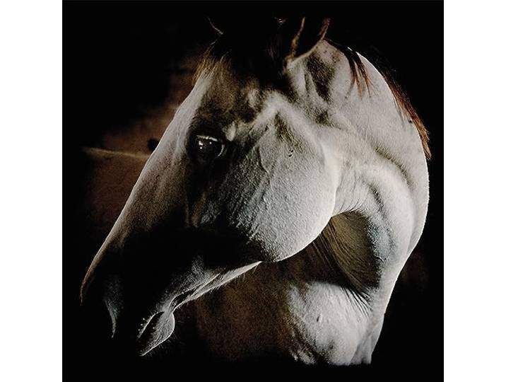 How To Kill A Horse