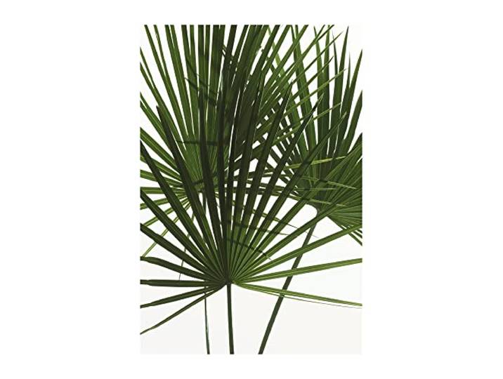 Komar Palmtree Leaves – Taille : 50 x 70 cm Image murale (sans cadre) – Pure Boutique