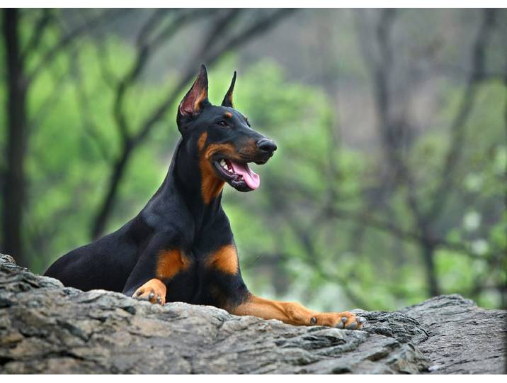 Fototapete PAPERMOON Hund in Natur , bunt, B:4m L:2,6m, Vlies, Tapeten, Fototapete