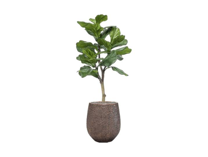 Pflanzen Arrangement „Ficus lyrata in Baq Opus Hit“, Höhe 130-140 cm Baq Design