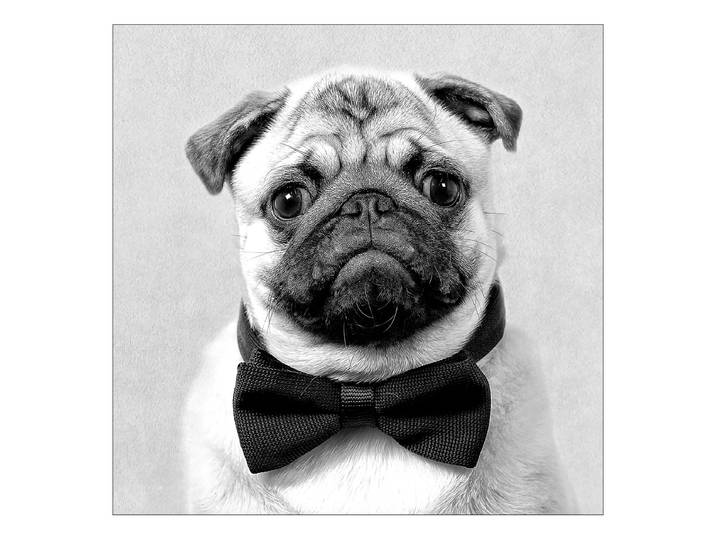 Tableau verre Funny Dog type A Matériau : Verre Motif : Animal Motif : Animal Type de verre : Verre clair Gris/Noir 30 x 30 x 1cm
