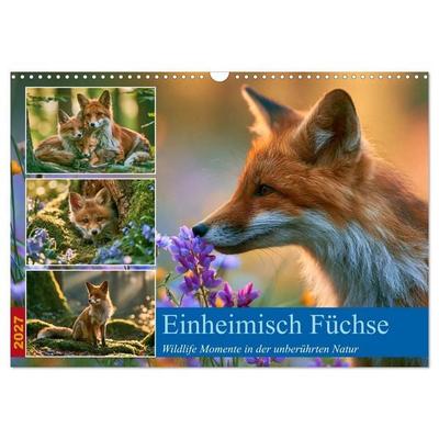 Einheimische Füchse (Wandkalender 2027 DIN A3 quer), CALVENDO Monatskalender