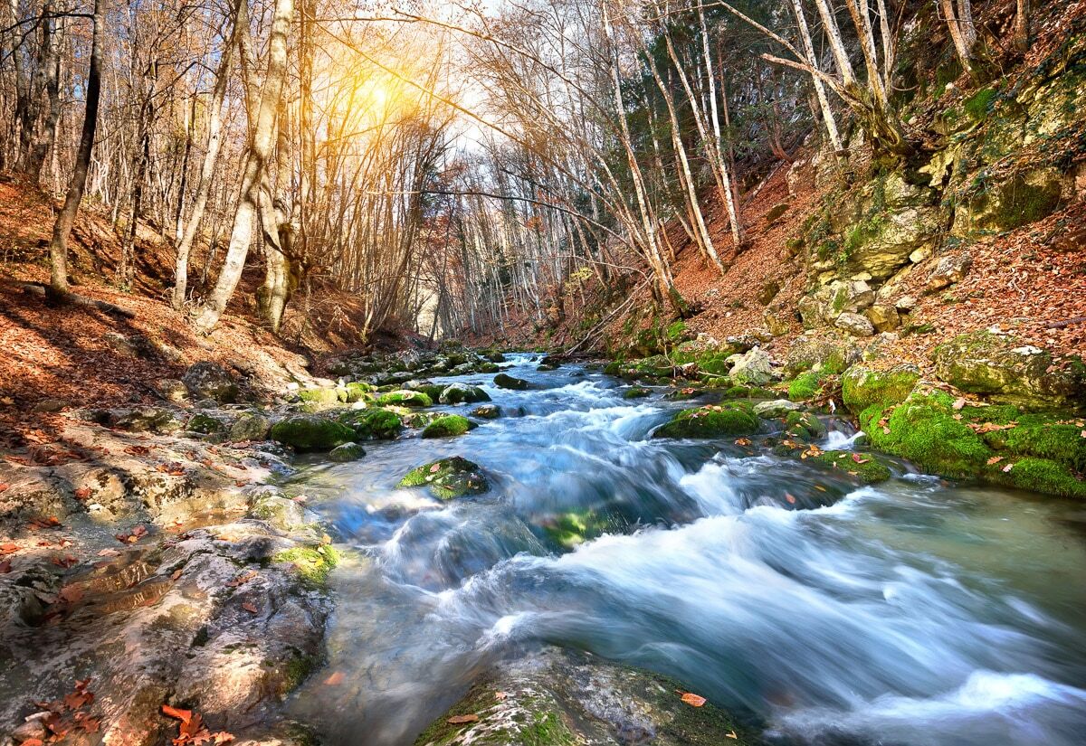 Papermoon "Fluss durch Wald" bunt B/L: 4,5m x 2,8m, Bahnen: 9 Stk.