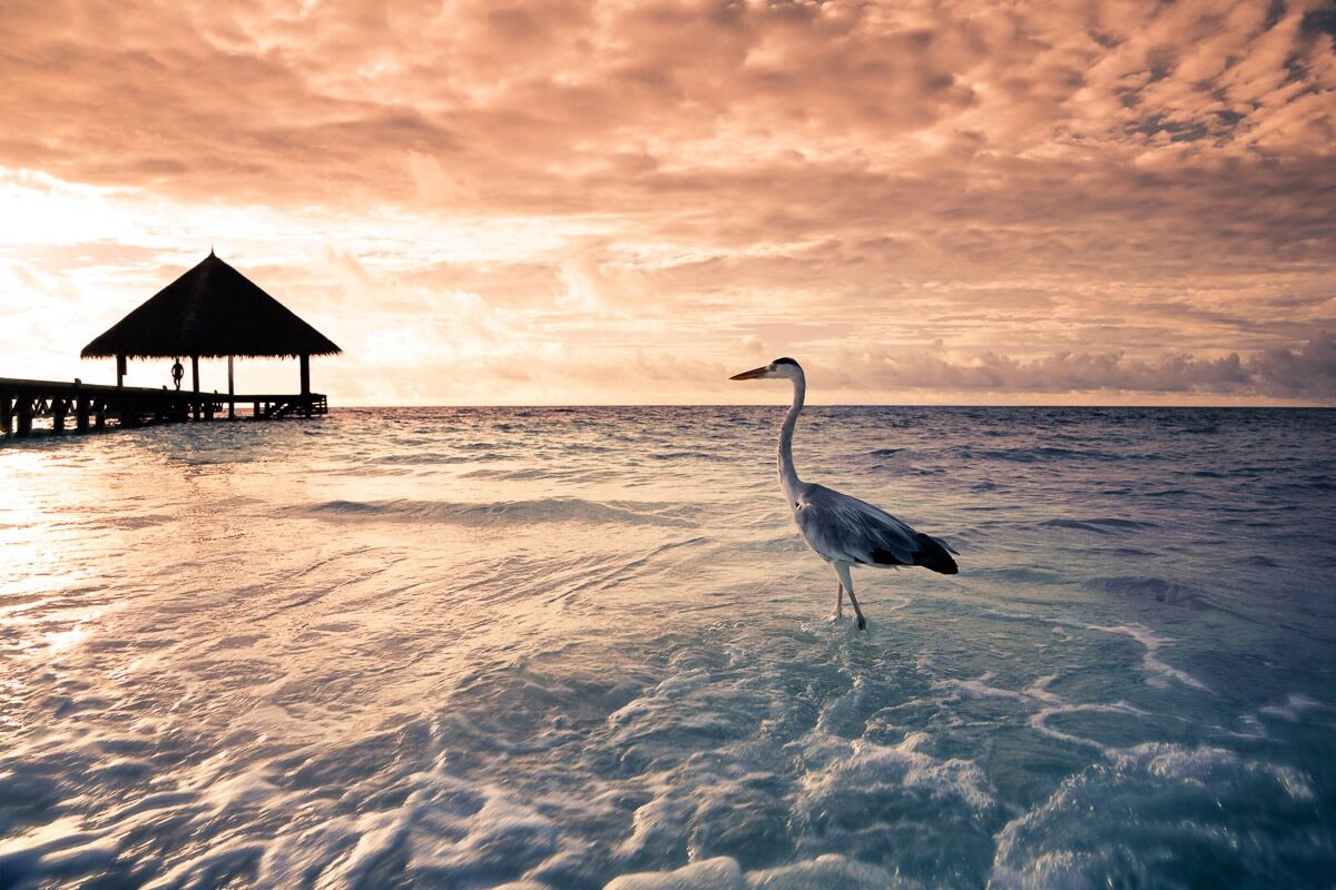 Fototapete PAPERMOON "Flamingo Tropical Beach", bunt, B:2m L:1,5m, Vlies, Tapeten, Fototapete bunt B/L: 2m x 1,5m, Rollen: 1