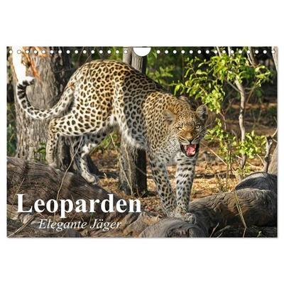 Leoparden. Elegante Jäger (Wandkalender 2027 DIN A4 quer), CALVENDO Monatskalender
