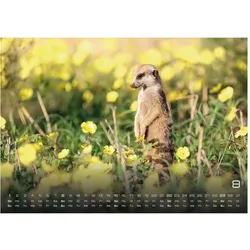 Umbreit, Kalender, Erdmännchen - Kleine Wächter, grosse Abenteuer! 2027 (A2, A3)