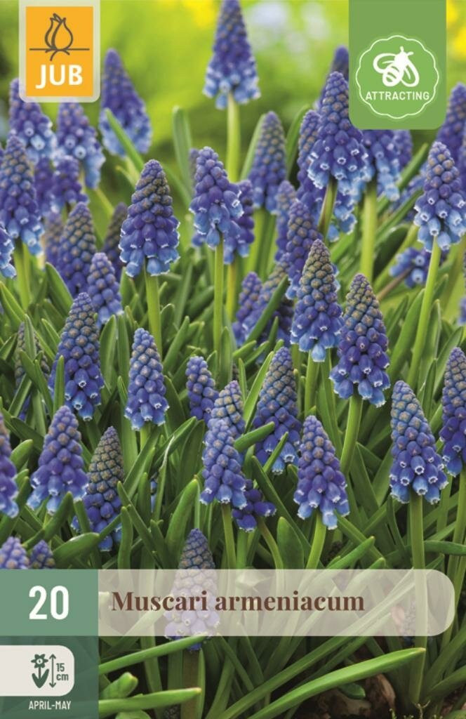 Jub Muscari Armeniacum 20 bollen