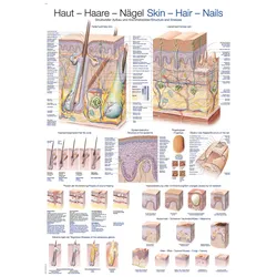 Lehrtafel Haut-Haare-Nägel 70x100cm