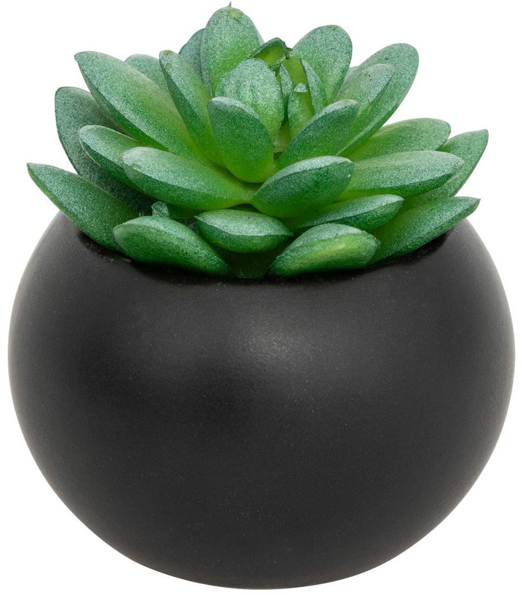 Anda Vetplant in pot met vetplant