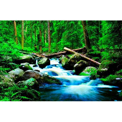 Fototapete PAPERMOON "Deep Forrest", bunt, B:5m L:2,8m, Vlies, Tapeten