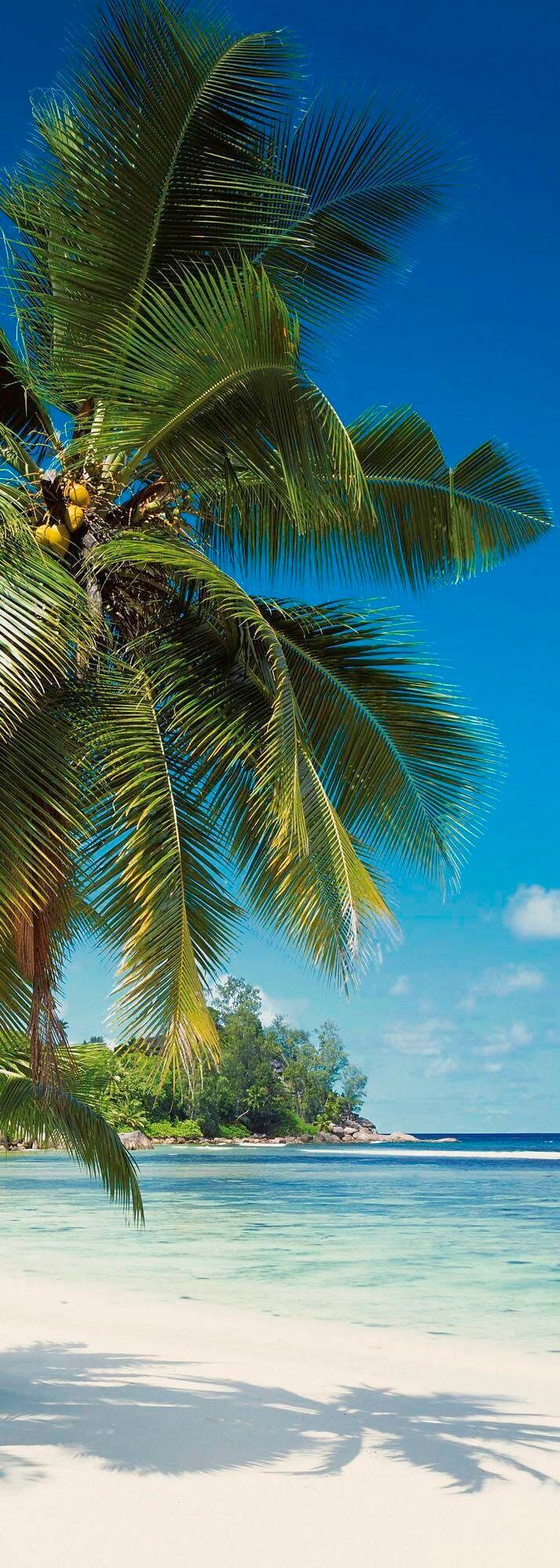 Vliestapete KOMAR "Digitaldruck Vlies - Coconut Bay - Größe 100 x 280 cm", bunt, B:100m L:280m, Vlies, Tapeten, Vliestapete, Wohnzimmer, Schlafzimmer