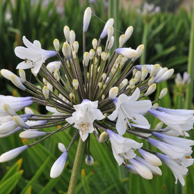 6 x Agapanthus hybrida Enigma in pot van 9x9 cm