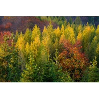Fototapete PAPERMOON "Wald", bunt, B:3m L:2,23m, Vlies, Tapeten
