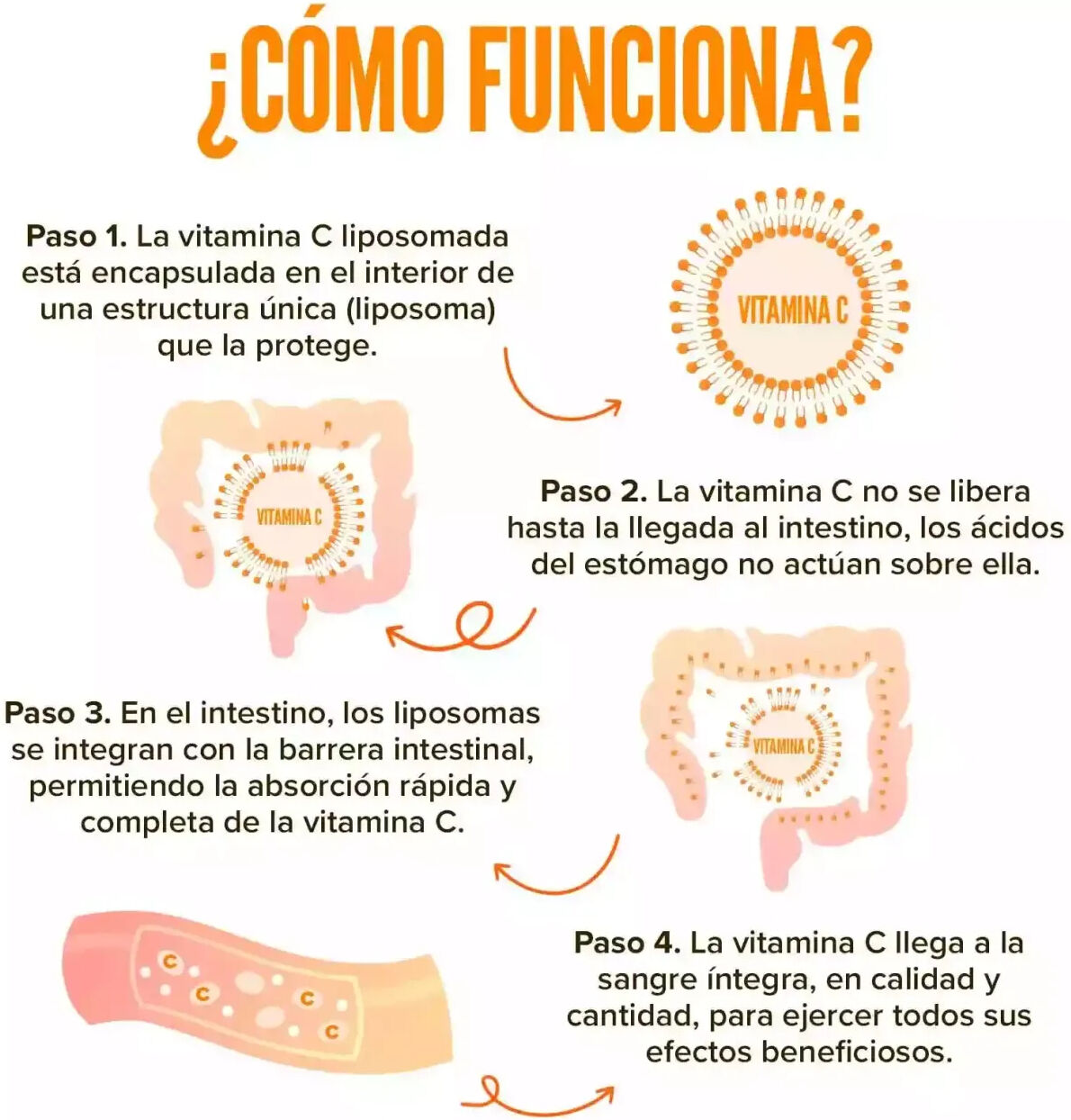 HSN Vitamina C liposomada (Liposovit®) (500mg vitamina C) - 120 veg caps - Sistema Inmune - Cápsulas Vegetales - 120  Servicios