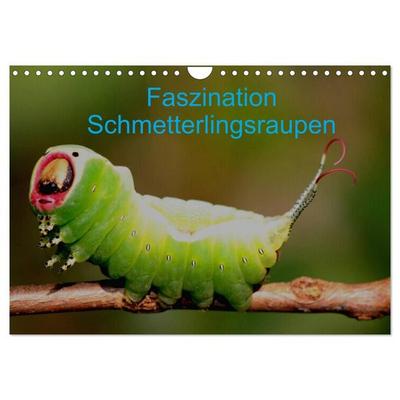 Faszination Schmetterlingsraupen (Wandkalender 2027 DIN A4 quer), CALVENDO Monatskalender