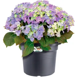 Elho, Blumentopf, Green Basics (54 x 41 cm)