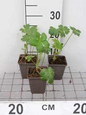 6 x Astrantia major Shaggy Sterrenbloem - Pot van 9 x 9 cm - GRDplanten