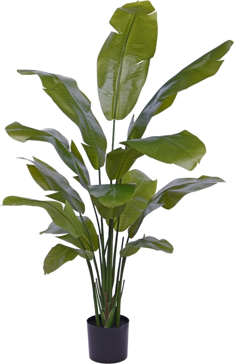 Traveller Palm in pot, 160 cm
