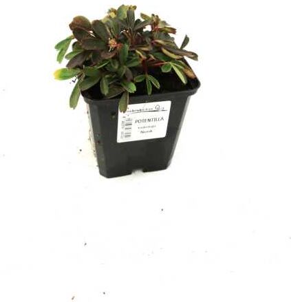 Pflanzen Fingerstrauch 'Nuuk' 0,5 l Container, Bodendecker