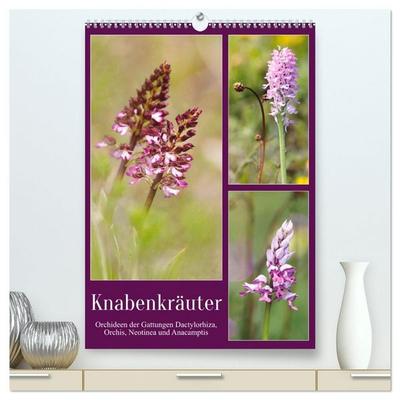 Knabenkräuter (hochwertiger Premium Wandkalender 2027 DIN A2 hoch), Kunstdruck in Hochglanz