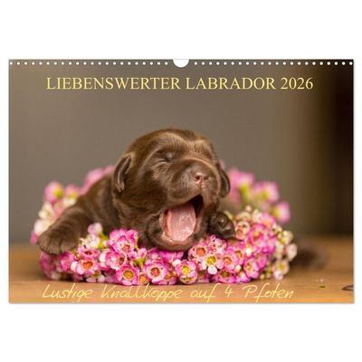 Liebenswerter Labrador 2026 (Wandkalender 2026 DIN A3 quer), CALVENDO Monatskalender