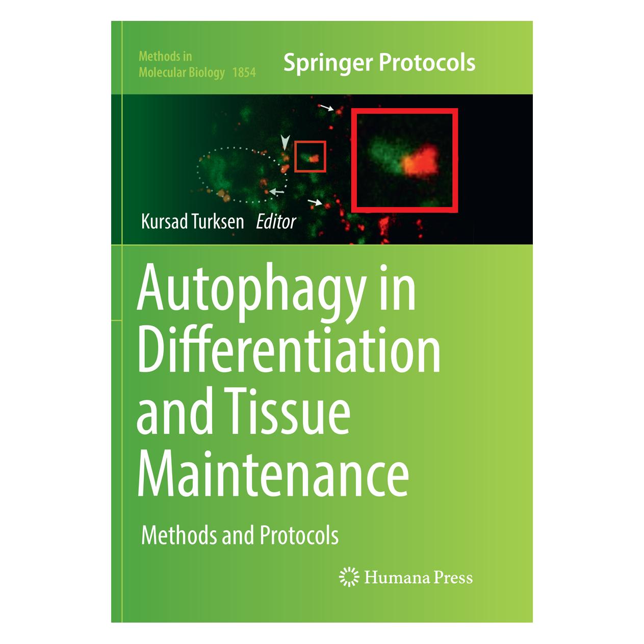 Springer Autophagy in Differentiation and Tissue Maintenance (Englisch, Softcover, Kursad Turksen) (56093105)