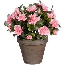 Mica Decorations, Kunstpflanzen, Azalee Kunstpflanze im Blumentopf Stan - H31 x Ø26 cm - Pfirsich (31 cm)