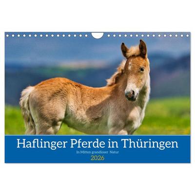 Haflinger Pferde in Thüringen (Wandkalender 2026 DIN A4 quer), CALVENDO Monatskalender