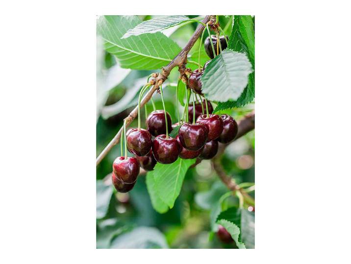 Süsskirsche Giorgia ' (Prunus avium 'Giorgia '), 160-200 cm inklusive Topf'
