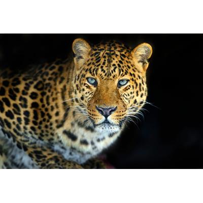 Fototapete PAPERMOON "LEOPARD-KATZE TIGER LÖWE PUMA JAGUAR WILD AFRIKA ASIEN", bunt, B:4m L:2,6m, Vlies, Tapeten