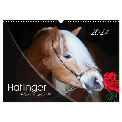 Haflinger-Pferde in Reinzucht (Wandkalender 2027 DIN A3 quer), CALVENDO Monatskalender