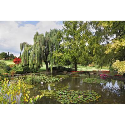 Fototapete PAPERMOON "Teich mit Bäumen", bunt, B:3m L:2,23m, Vlies, Tapeten