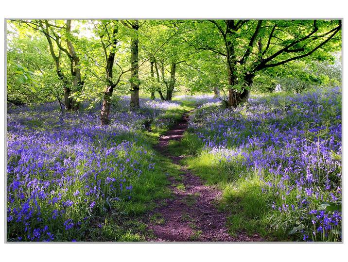 Bild mit Rahmen Wald mit Lavendel 1 image LAND