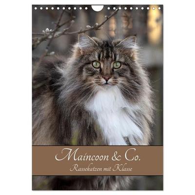 Maincoon & Co. - Rassekatzen mit Klasse (Wandkalender 2027 DIN A4 hoch), CALVENDO Monatskalender