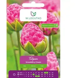 Tulpen „Strawberry Cream“, 4 Stück